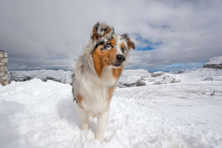 blue merle Australian shepherd dog runs on snow in Sass Pordoi in Trentino Alto Adige in Italyの写真素材