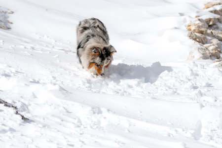 blue merle Australian shepherd dog runs on snow in Sass Pordoi in Trentino Alto Adige in Italyの写真素材