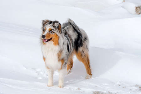 blue merle Australian shepherd dog runs on snow in Sass Pordoi in Trentino Alto Adige in Italyの写真素材