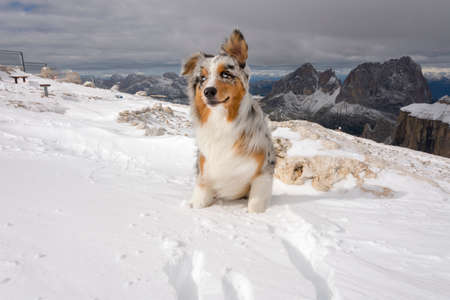 blue merle Australian shepherd dog runs on snow in Sass Pordoi in Trentino Alto Adige in Italyの写真素材