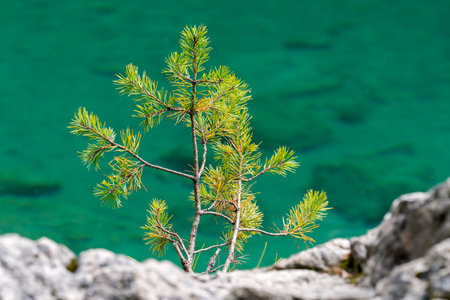 glimpses and details on Tovel Lake in Trentino Alto Adige in Italy