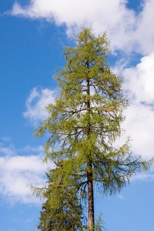 glimpses, details and landscape on Braies lake in Trentino Alto Adige in Italyの写真素材