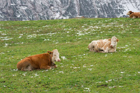 cow on landscape in Siusi Alps in Trentino Alto Adige in Italyの写真素材
