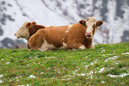 cow on landscape in Siusi Alps in Trentino Alto Adige in Italyの写真素材