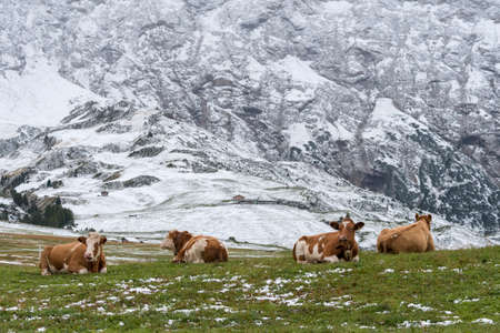 cow on landscape in Siusi Alps in Trentino Alto Adige in Italyの写真素材