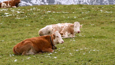 cow on landscape in Siusi Alps in Trentino Alto Adige in Italyの写真素材