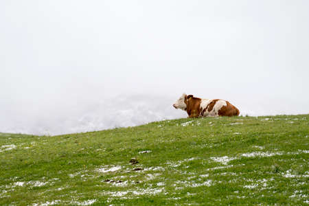 cow on landscape in Siusi Alps in Trentino Alto Adige in Italyの写真素材