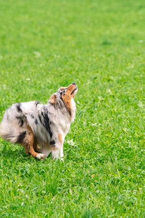 blue merle Australian shepherd dog runs and jump on the meadow in Trentino Alto Adige in Italyの写真素材