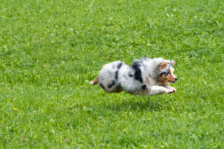 blue merle Australian shepherd dog runs and jump on the meadow in Trentino Alto Adige in Italyの写真素材
