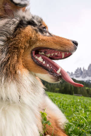 blue merle Australian shepherd dog rest on a meadow in Trentino Alto Adige in Italyの写真素材