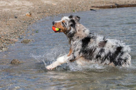 blue merle Australian shepherd dog runs on the shore of the Ceresole Reale lake in Piedmont in Italyの写真素材