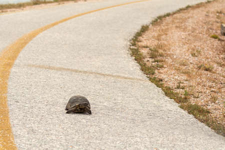 Greek tortoise on the heights of Keratea in Greeceの写真素材