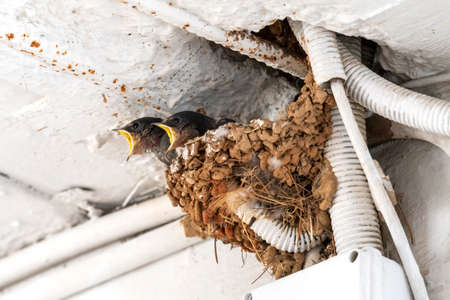 swallow chicks waiting for food inside the nest in Greeceの写真素材