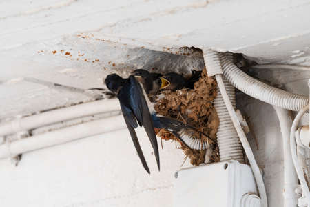 swallow chicks waiting for food inside the nest in Greeceの写真素材