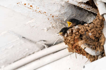 swallow chicks waiting for food inside the nest in Greeceの写真素材