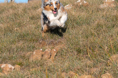 blue merle Australian shepherd puppy dog runs on the meadow of the Praglia in Liguria in Italyの写真素材