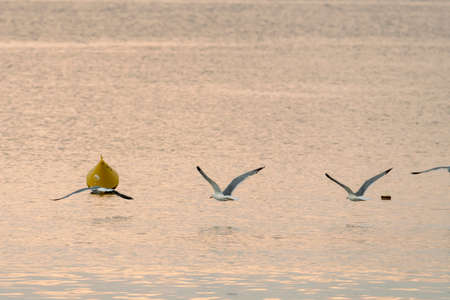flight of seagulls over the sea at sunset in Agia Marina in Greeceの写真素材