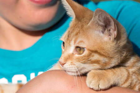 closeup of a red cat kitten with green eyesの写真素材