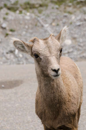 mountain goat on the road to Jasper in Canadaの写真素材
