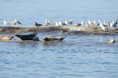 sea lions on the sea off the coast of vancouver island in Canada