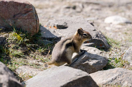 squirrel on Whistlers Mount on summer in Jasper National Park, Alberta, Canadaの写真素材