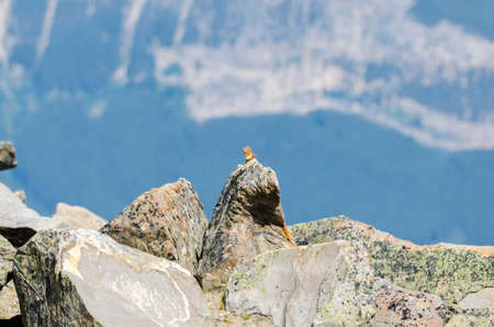 squirrel on Whistlers Mount on summer in Jasper National Park, Alberta, Canadaの写真素材