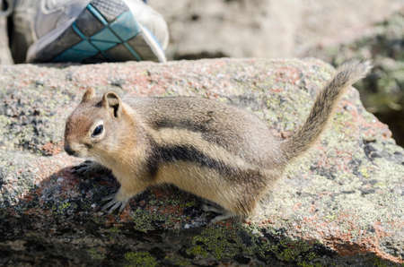 squirrel on Whistlers Mount on summer in Jasper National Park, Alberta, Canadaの写真素材