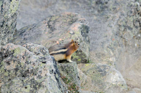squirrel on Whistlers Mount on summer in Jasper National Park, Alberta, Canada