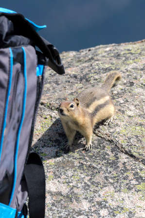 squirrel on Whistlers Mount on summer in Jasper National Park, Alberta, Canadaの写真素材