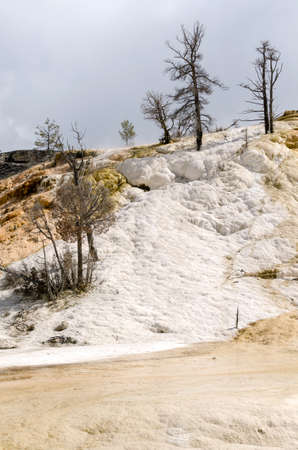 thermal springs and limestone formations at mammoth hot springs in Wyoming in Americaの写真素材