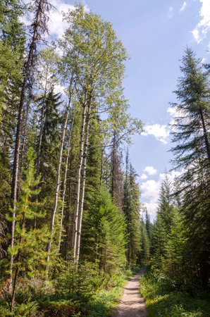 Wapta Falls in Alberta Canadaの写真素材