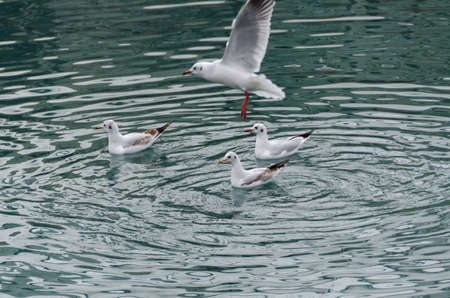 seagulls in ancient harbor in Genoa italy