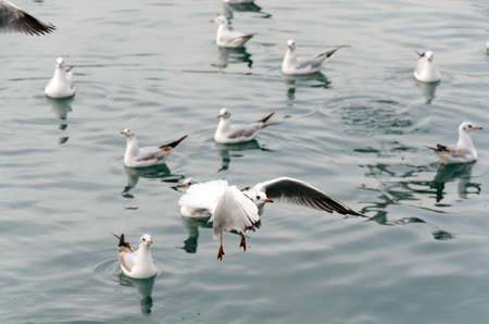seagulls in ancient harbor in Genoa italyの写真素材