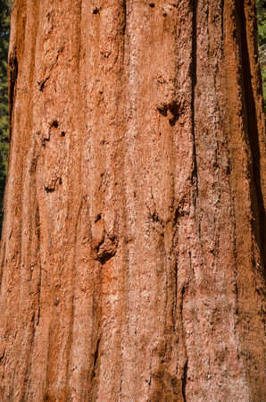 landscape and trees in Sequoia National Park in California in united states of americaの写真素材