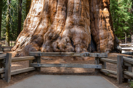 landscape and trees in Sequoia National Park in California in united states of americaの写真素材