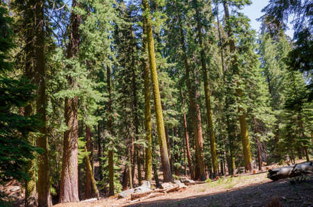 landscape and trees in Sequoia National Park in California in united states of americaの写真素材