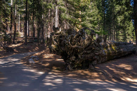 landscape and trees in Sequoia National Park in California in united states of americaの写真素材
