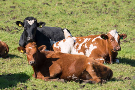 farm animals, sheep, horses, cows on the meadows in Norwayの写真素材