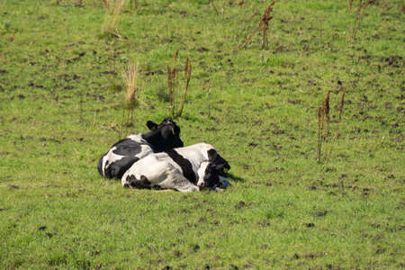 farm animals, sheep, horses, cows on the meadows in Norway