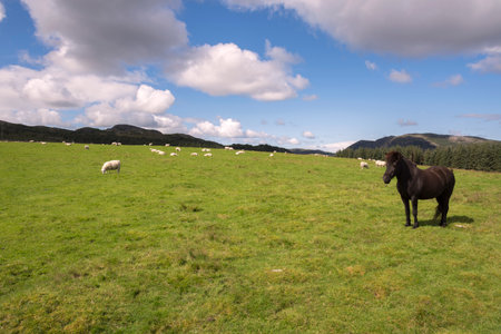 farm animals, sheep, horses, cows on the meadows in Norwayの写真素材