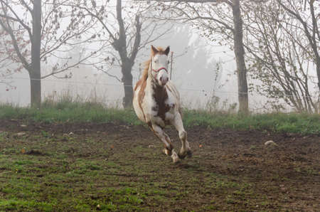 horse run on the meadow in Liguria in Italyの写真素材
