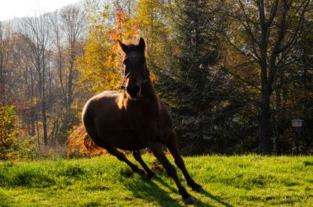 horse run on the meadow in Liguria in Italy