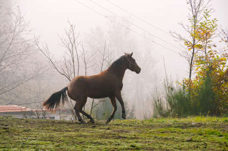 horse run on the meadow in Liguria in Italyの写真素材