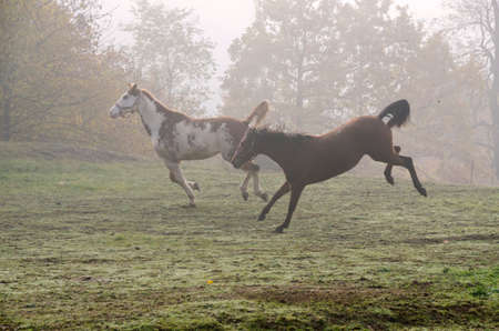 horse run on the meadow in Liguria in Italyの写真素材