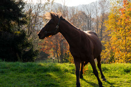 horse run on the meadow in Liguria in Italy