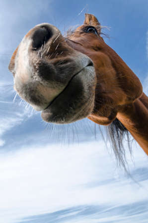 details of a horse in Liguria in Italyの写真素材