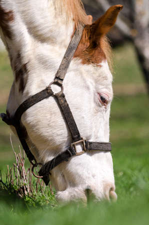 details of a horse in Liguria in Italyの写真素材