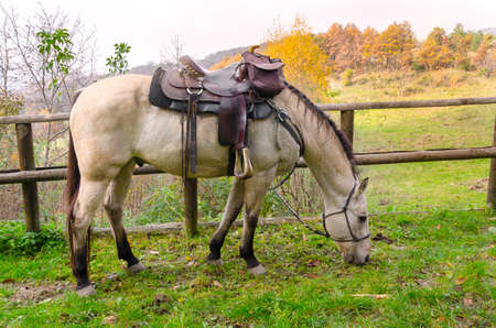 details of a horse in Liguria in Italyの写真素材