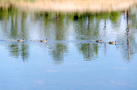 family ducks swim on the water on a lake in Bryce Canyon National Park in united statesの写真素材