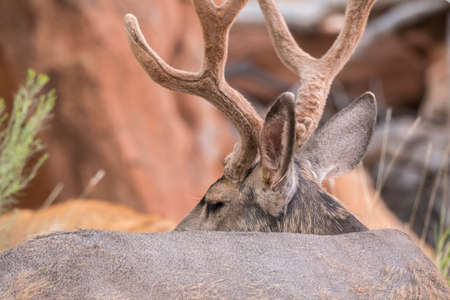 deers on the road Scenic Byway in Capitol Reef National Park in United States of Americaの写真素材